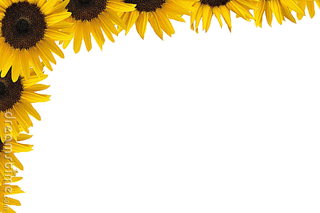 Sunflower Frame PNG Isolated Pic