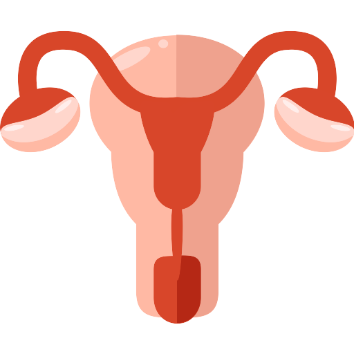 Uterus PNG Isolated File