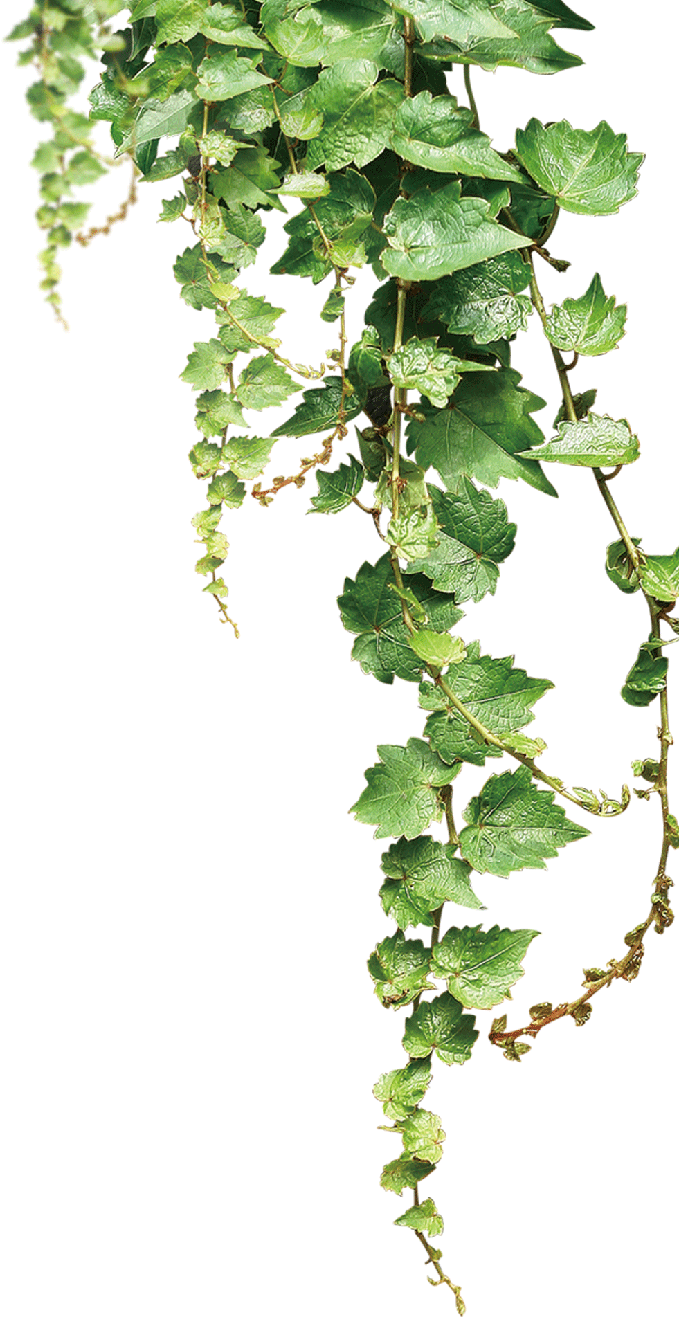 Vine PNG Isolated File
