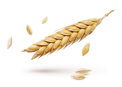 Wheat PNG Photo