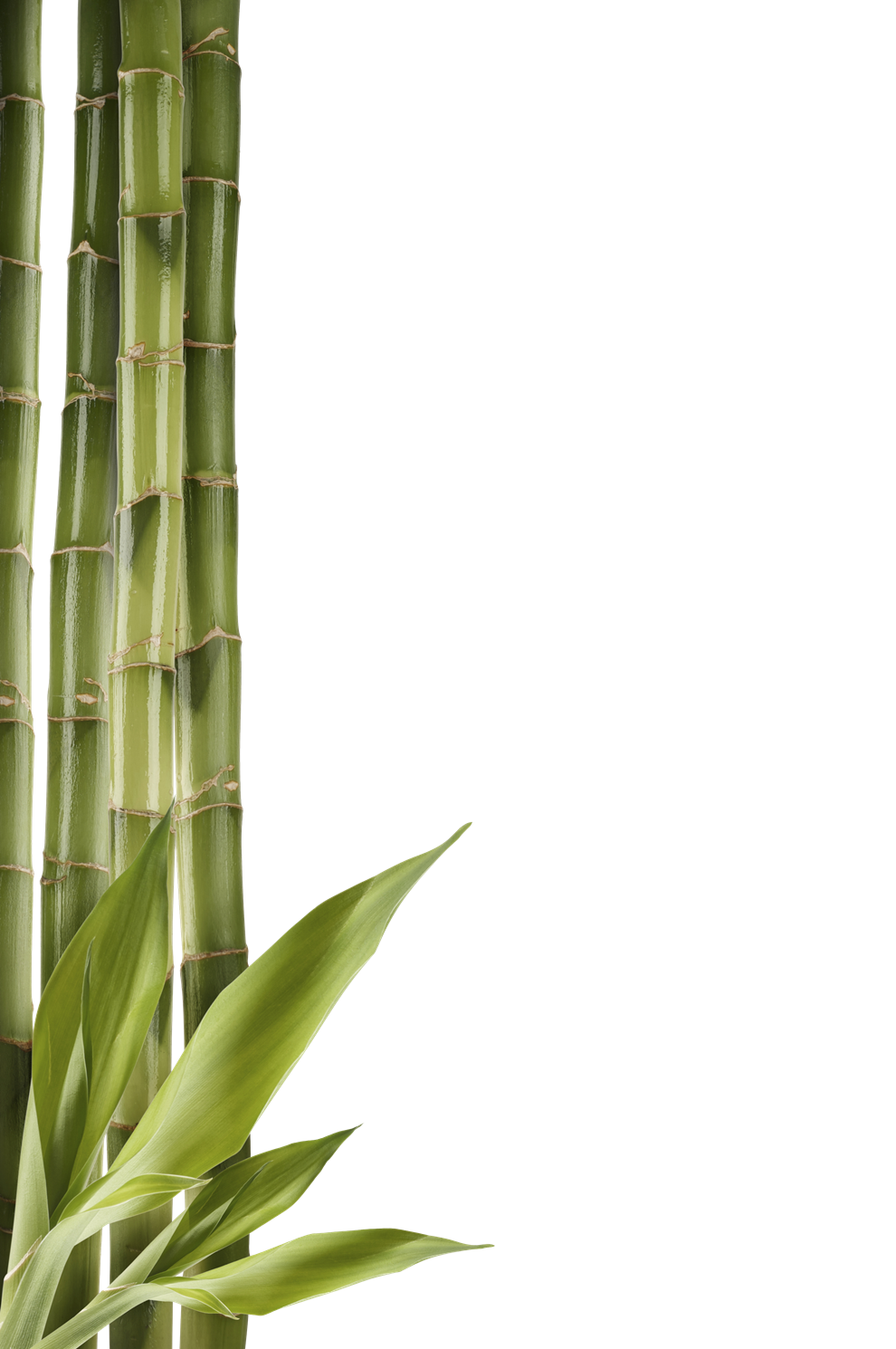 Bamboo PNG Clipart