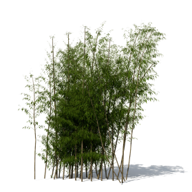 Bamboo PNG File | PNG Mart