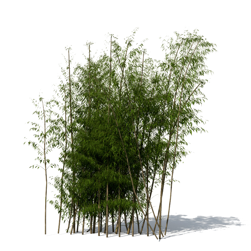 Bamboo PNG File