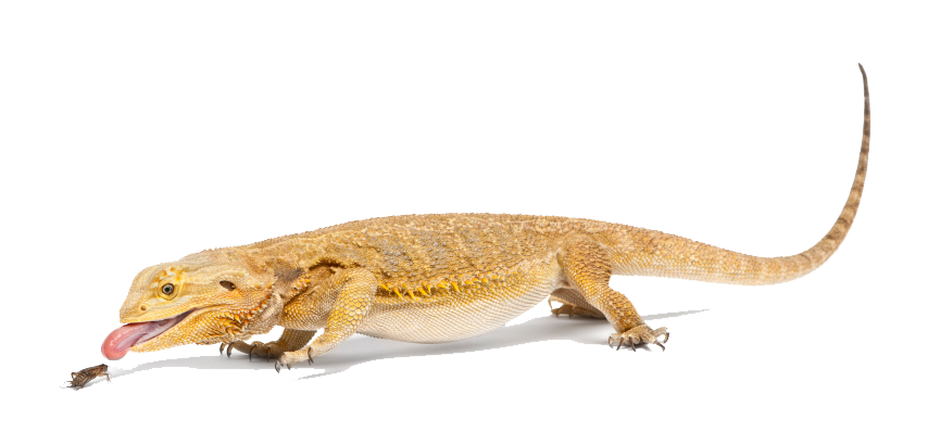 Bearded Dragon PNG File