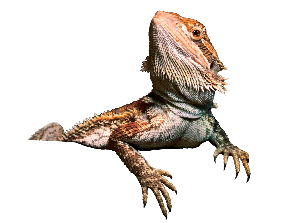 Bearded Dragon PNG Transparent Image