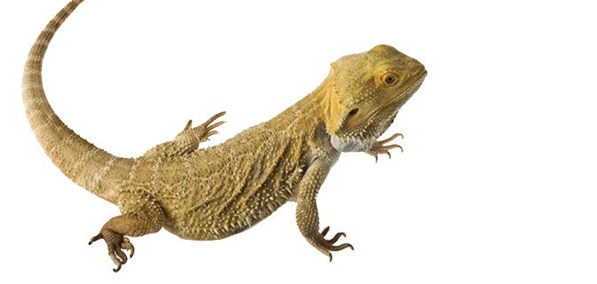 Bearded Dragon Transparent PNG