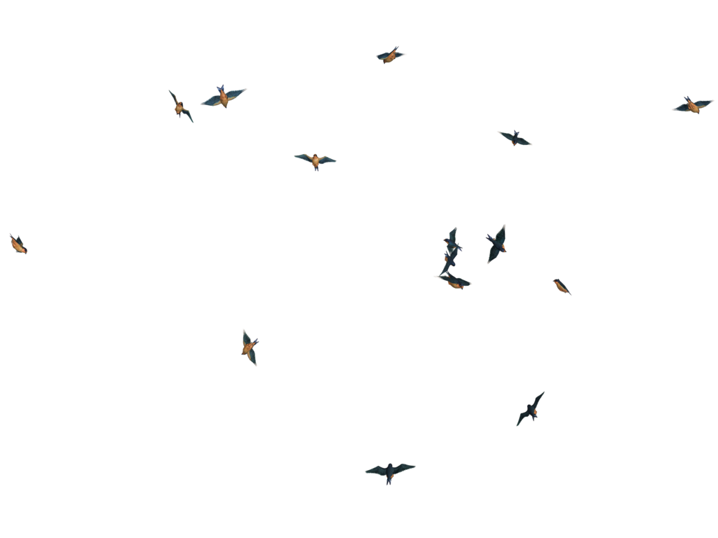 Birds PNG Picture