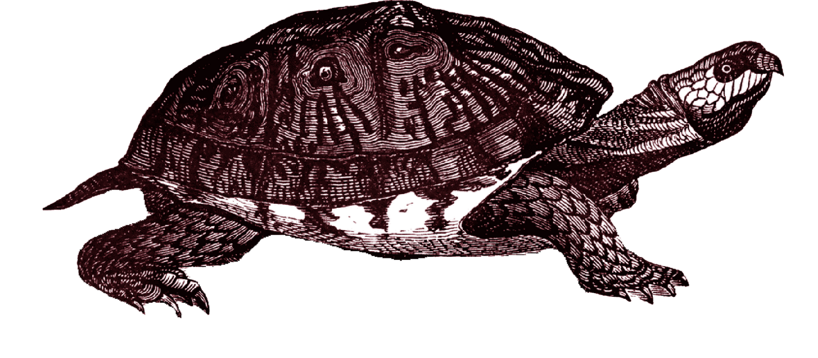 Коробка черепаха PNG Clipart