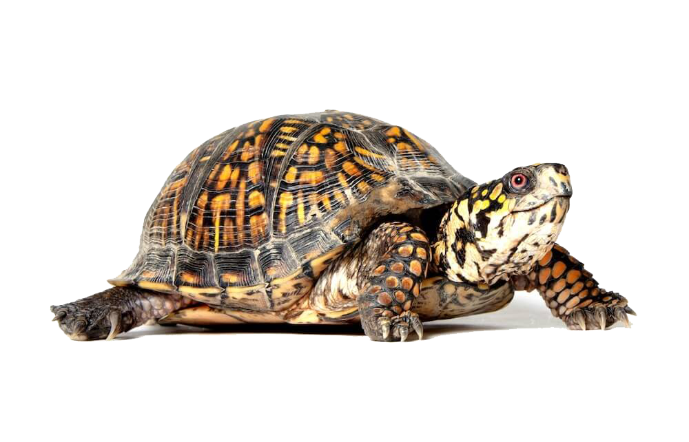 Box Turtle PNG-файл