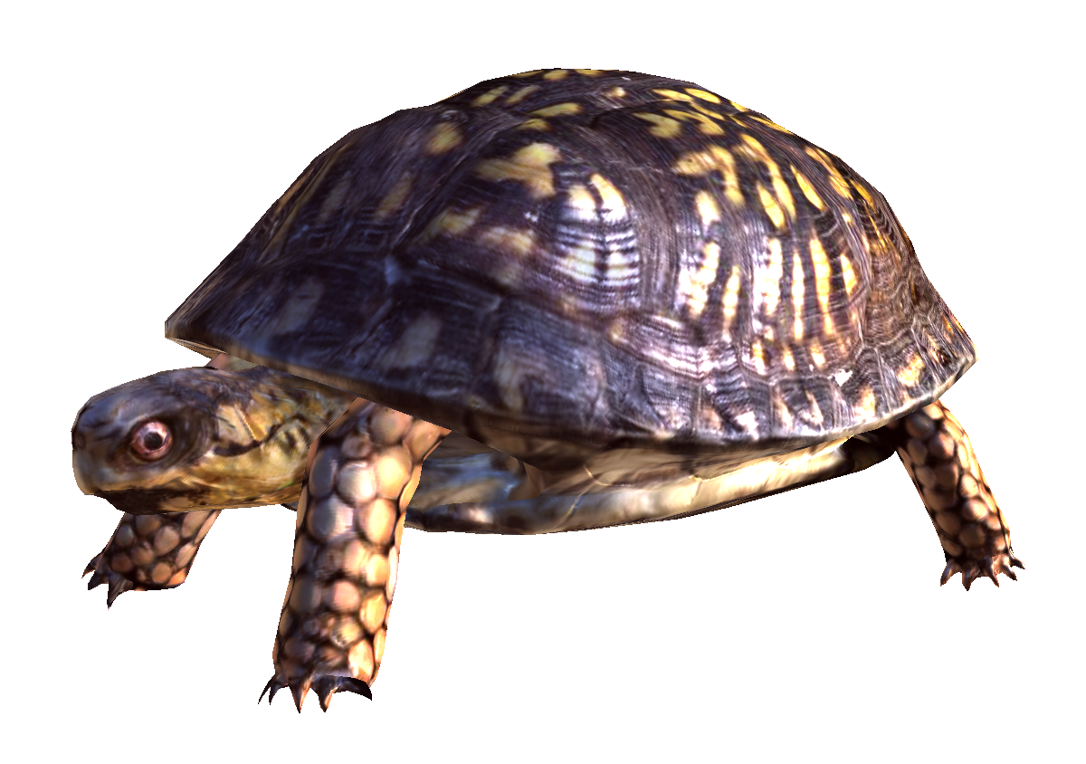 Box Turtle PNG скачать бесплатно