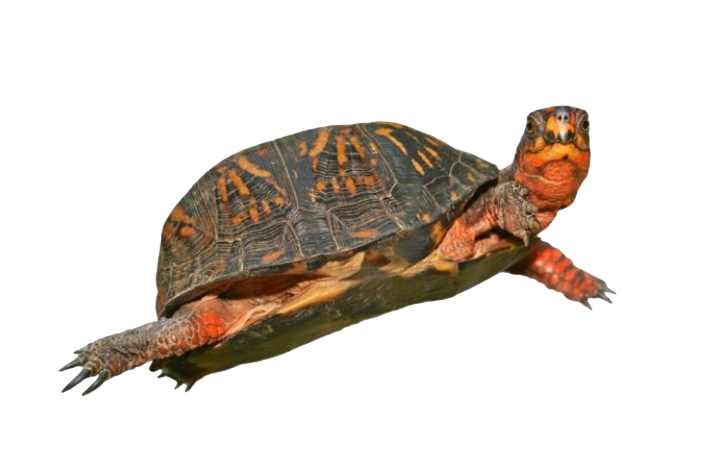 Коробка черепаха PNG HD