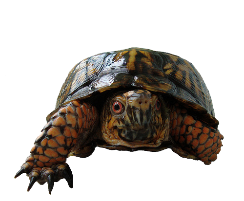 Коробка черепаха PNG фото