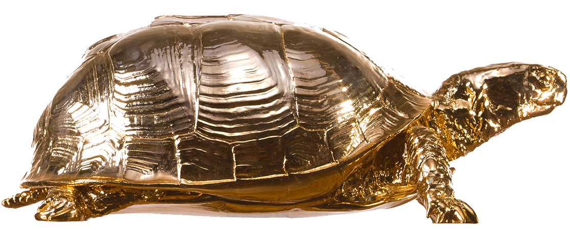 Box Turtle PNG Picture