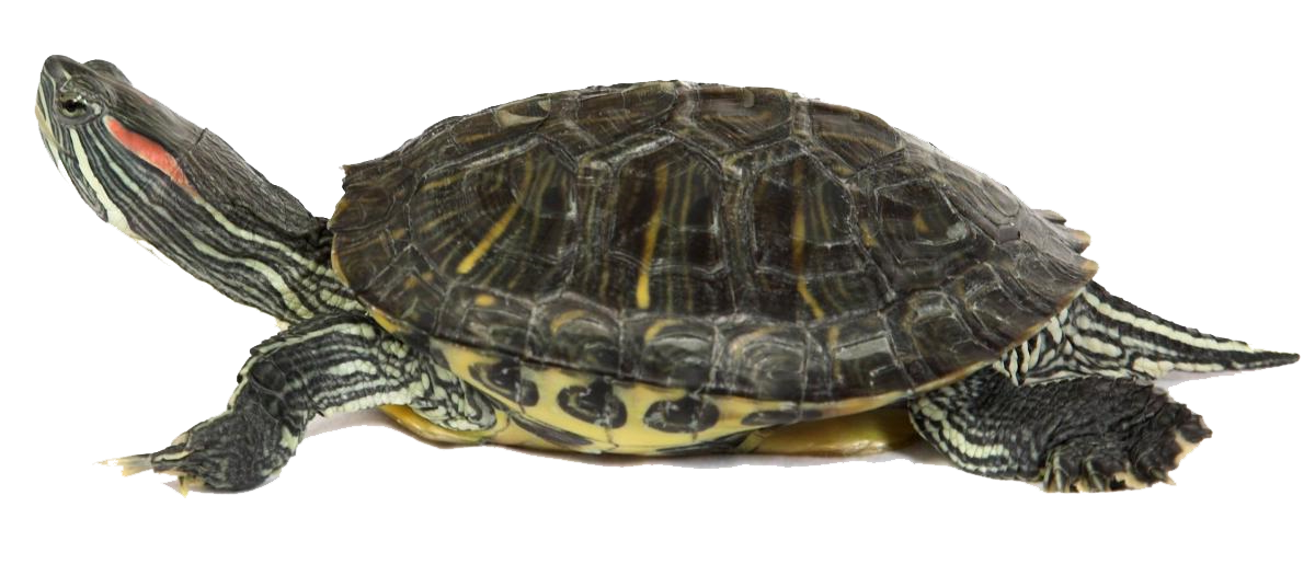 Box Turtle PNG Transparent Image