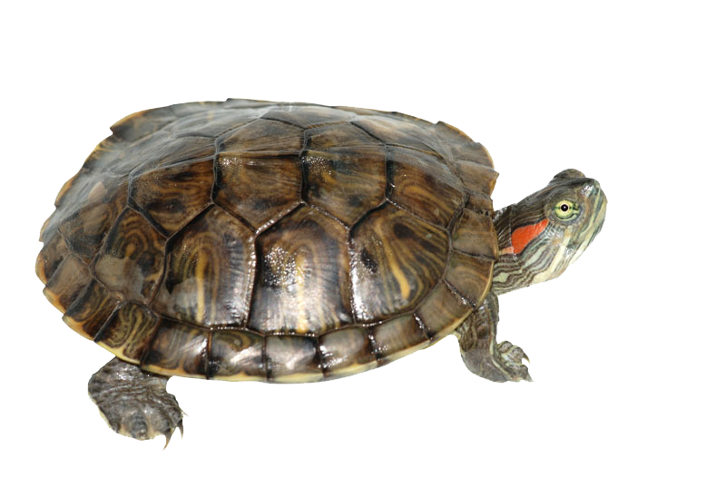 Коробка черепаха прозрачный PNG