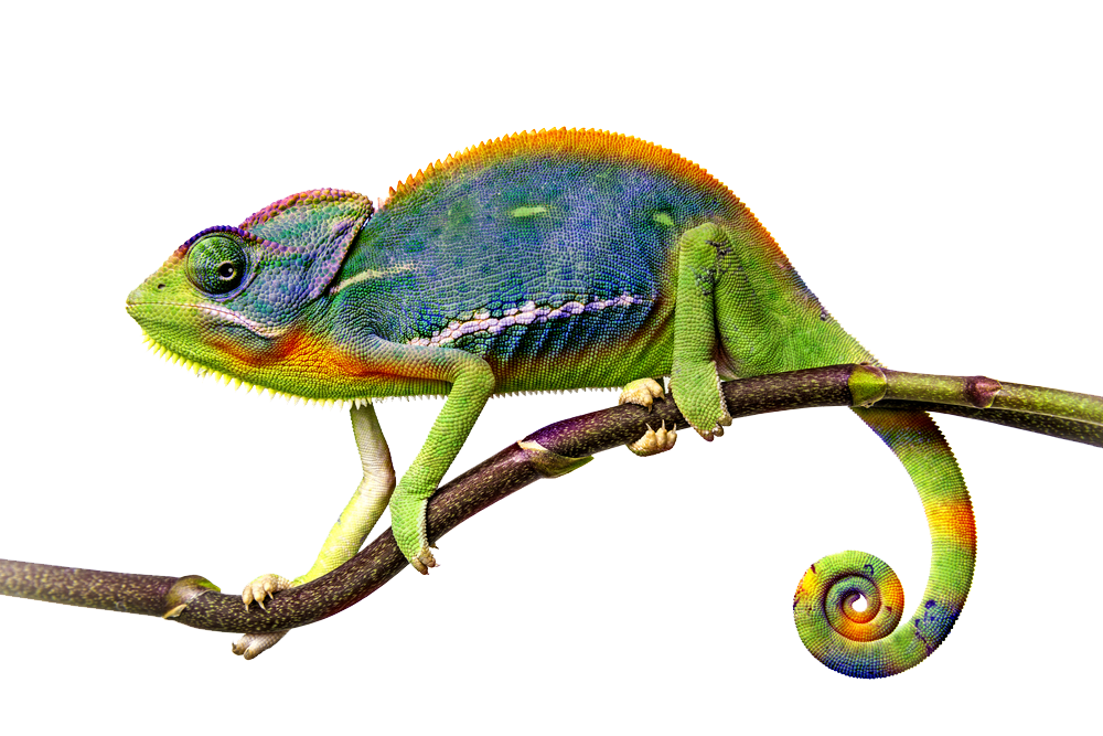 Chameleon PNG File