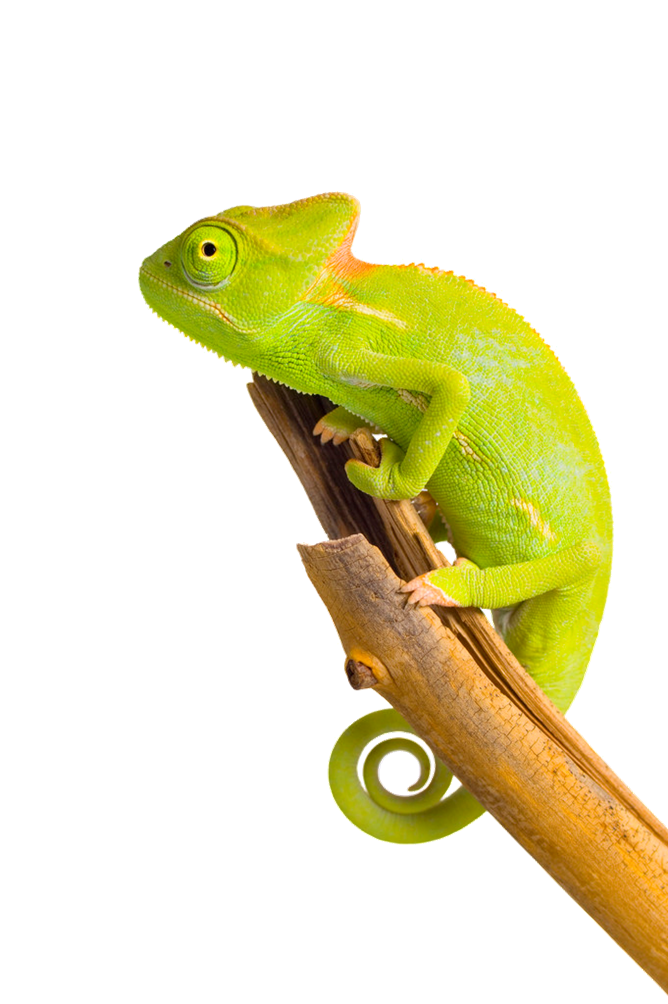 Chameleon PNG Image