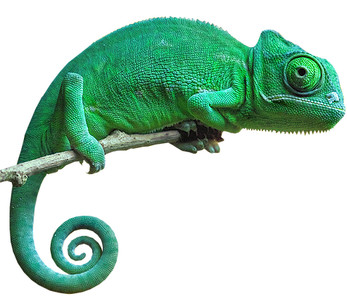 Chameleon PNG Pic
