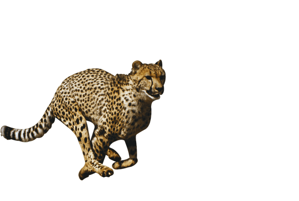 Cheetah PNG-Datei