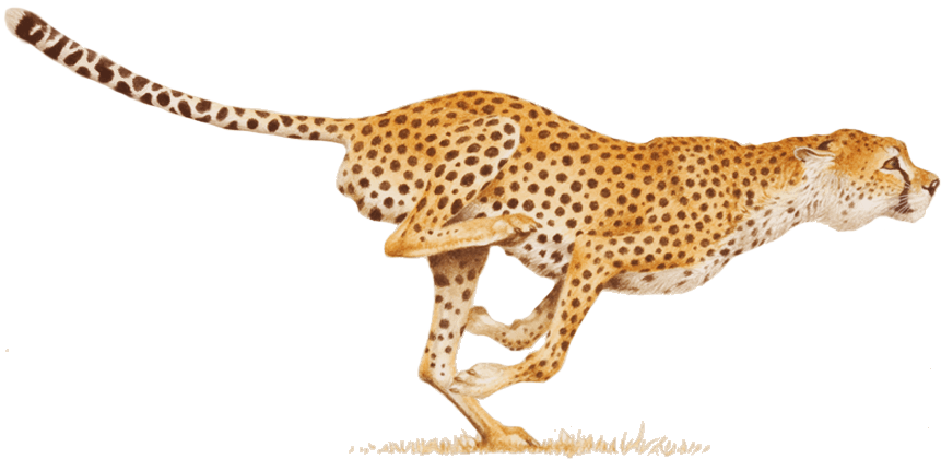 Gepard-Png-Bild
