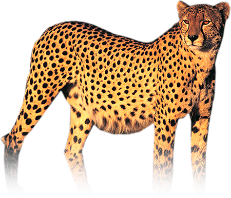 Cheetah PNG Foto
