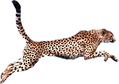 Gepard PNG PIC