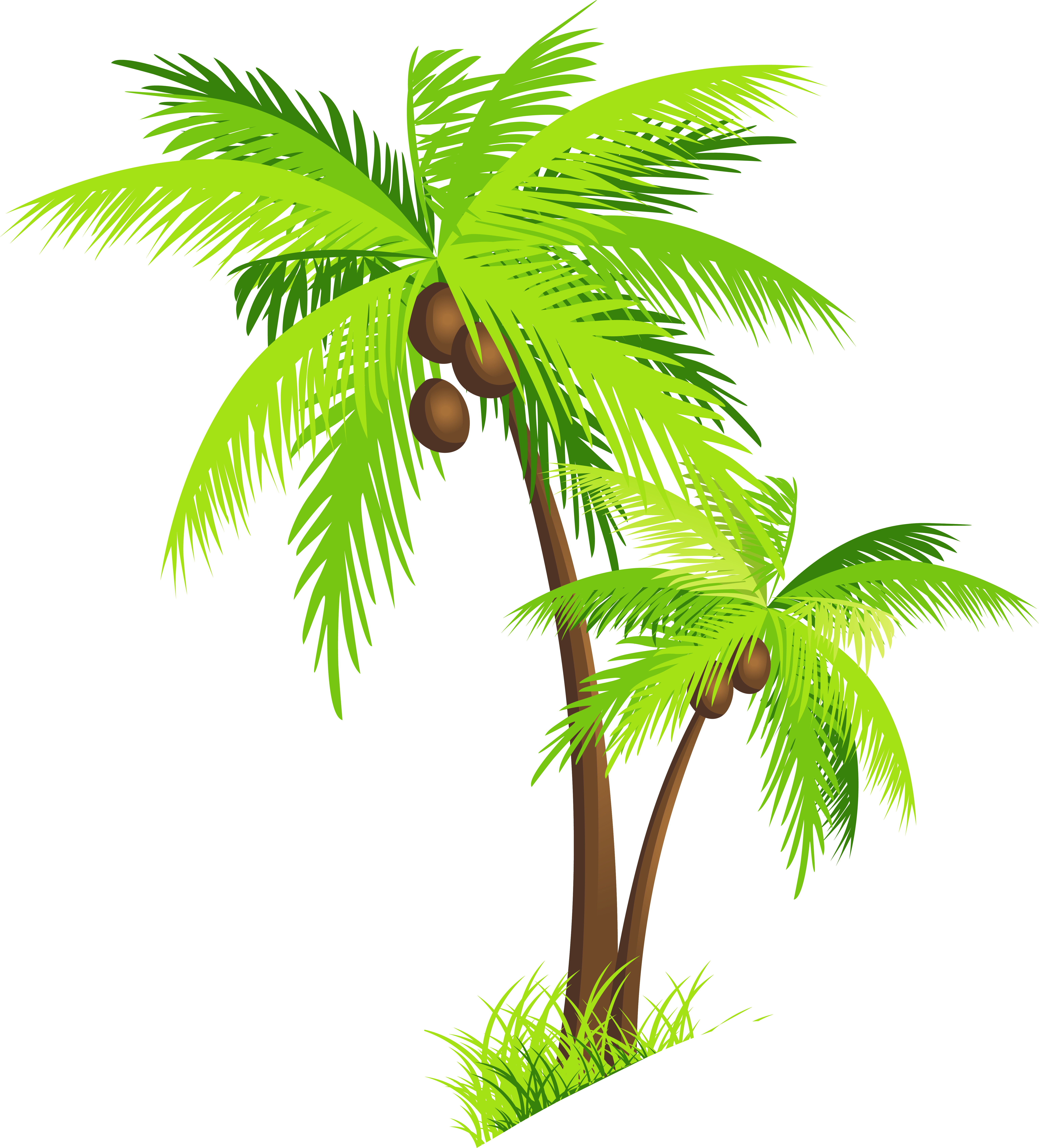 Kokosnussbaum PNG Clipart