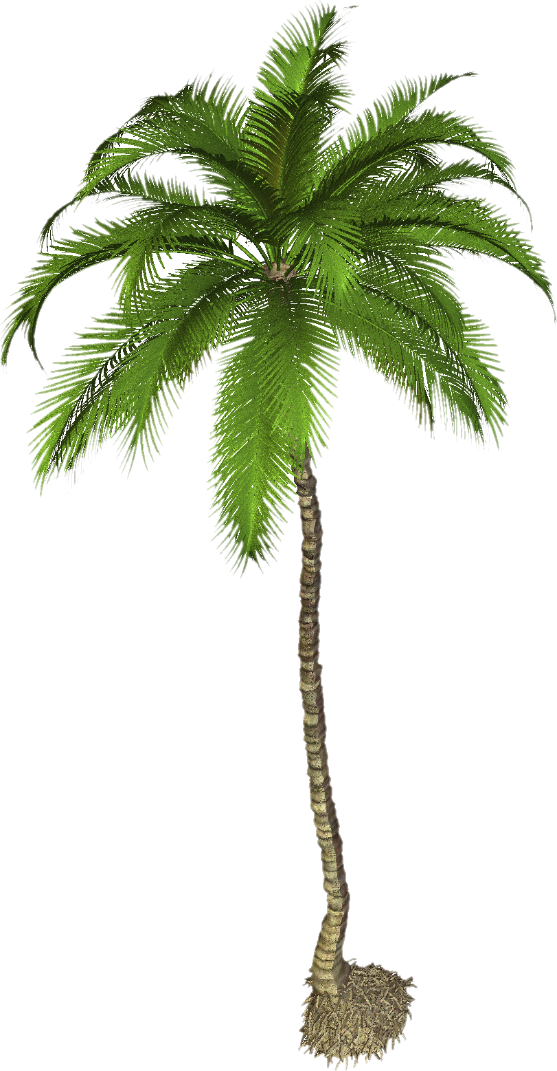 Foto di PNG albero di cocco