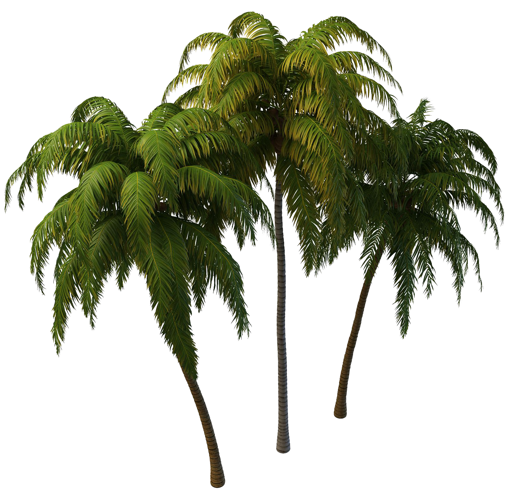 Coconut Tree PNG Photos