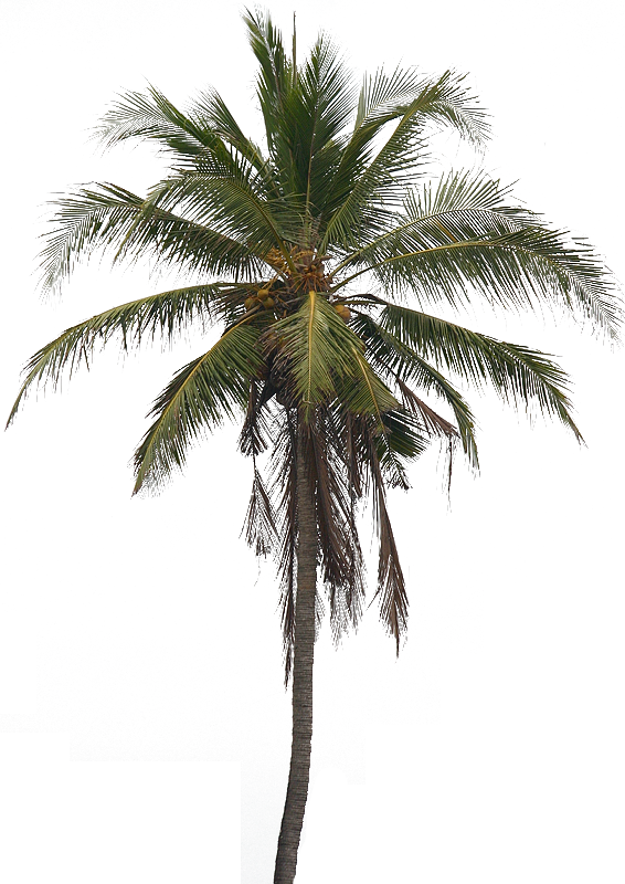 Kokosnussbaum PNG-Bild