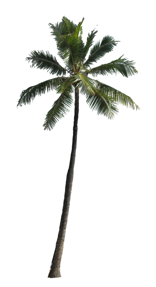 شجرة جوز الهند PNG