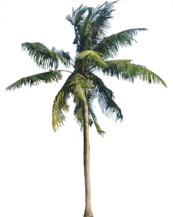 شجرة جوز الهند شفافة PNG