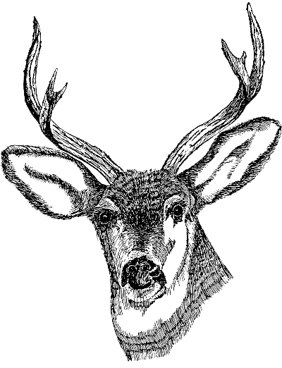 Deer Head PNG Clipart