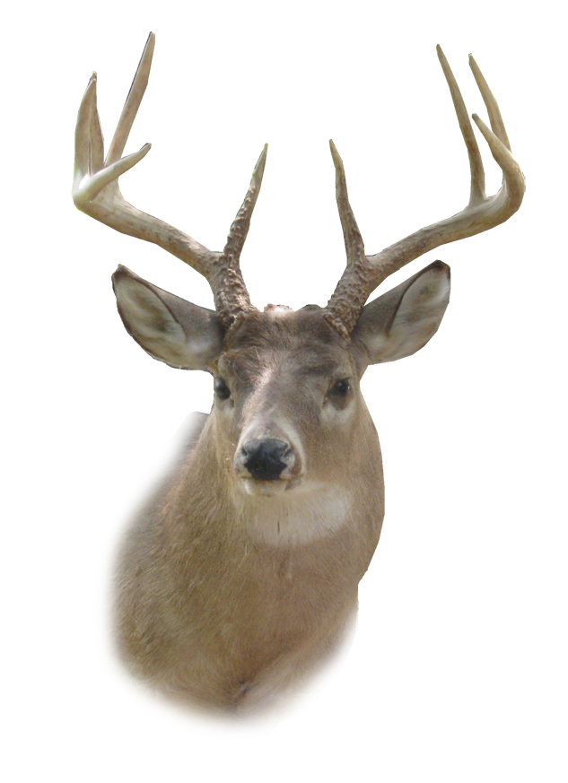 Kepala Deer PNG HD