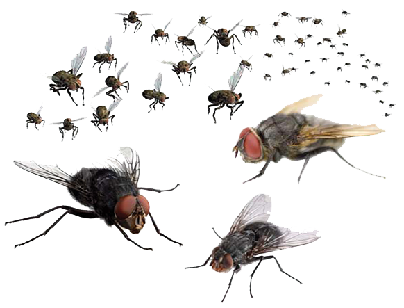 Flies PNG Transparent Image