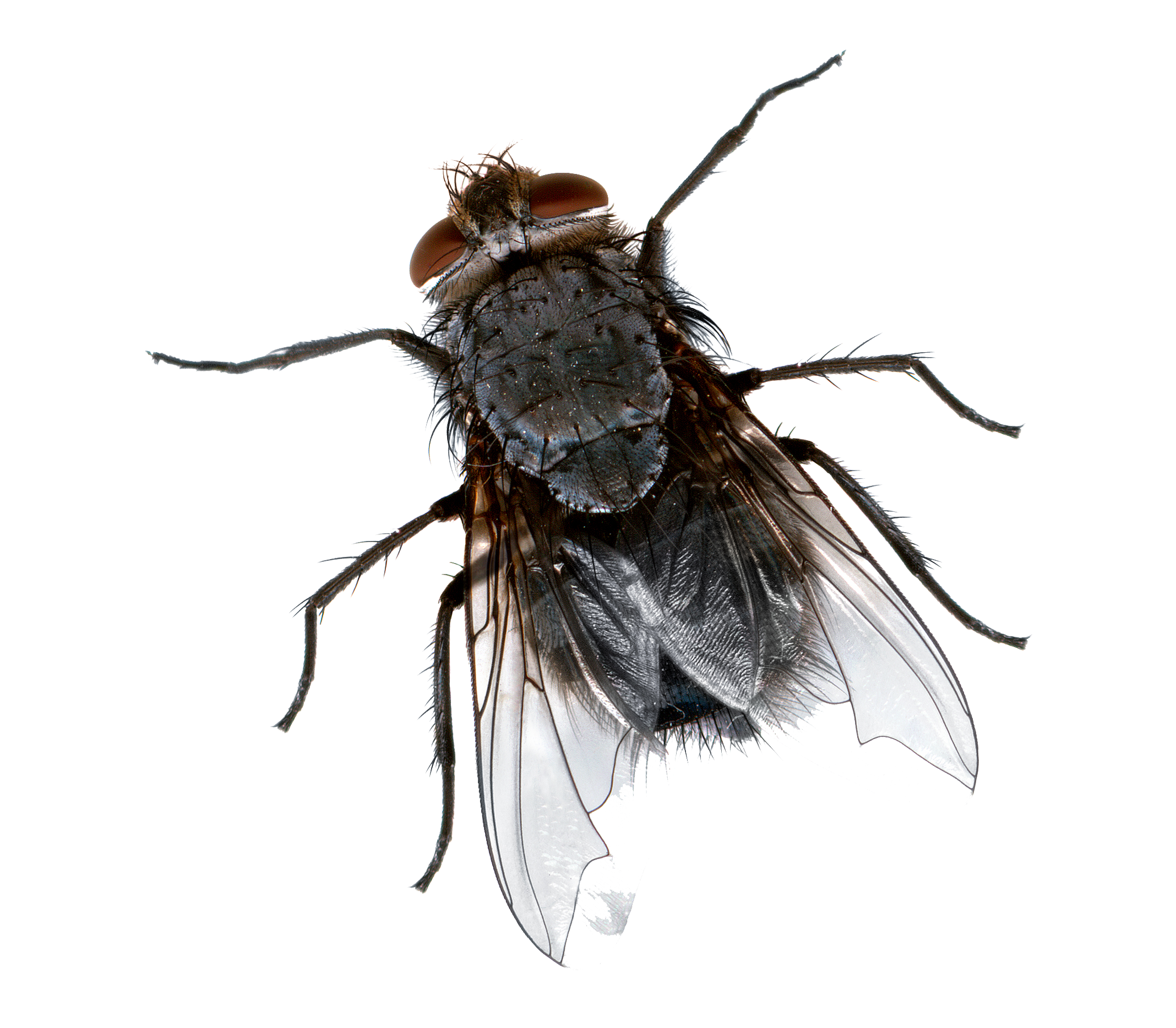Flies Transparent Background
