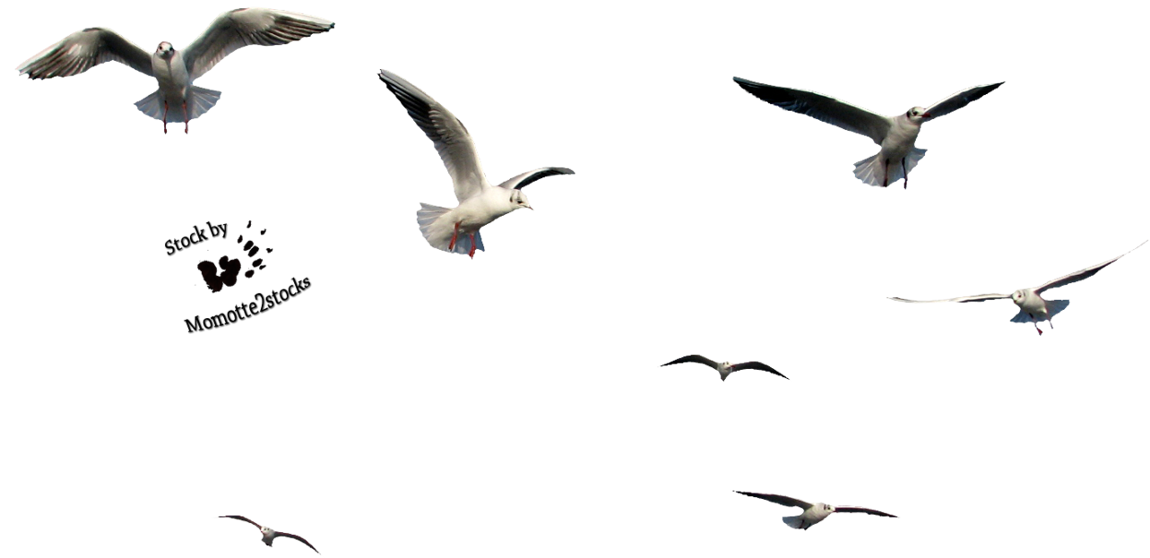 Flying Bird PNG-bestand
