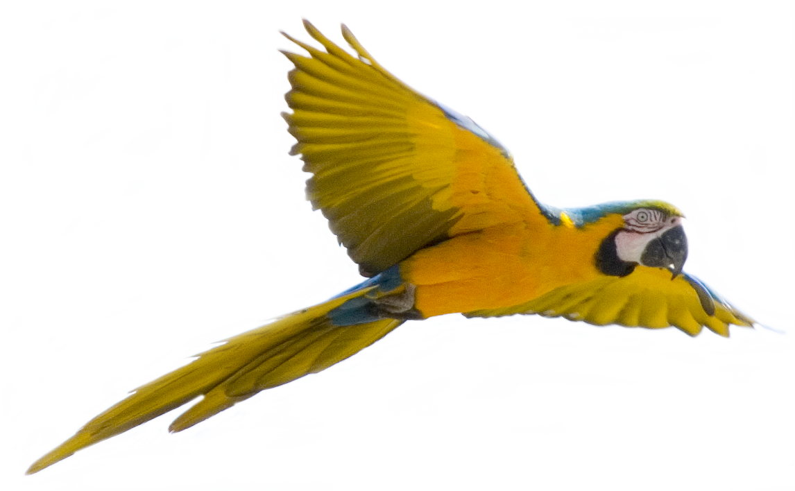 Vliegende vogel Transparante achtergrond