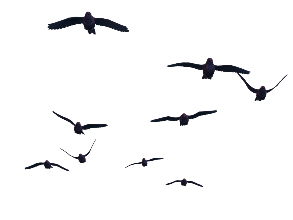 Flying Bird Transparent PNG