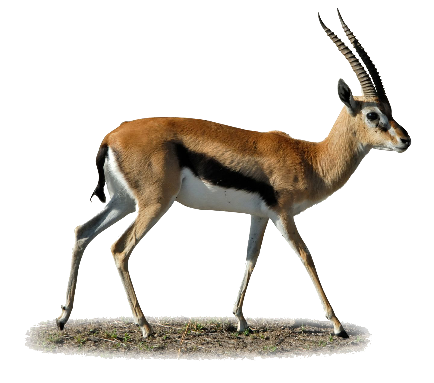 Gazelle PNG Clipart