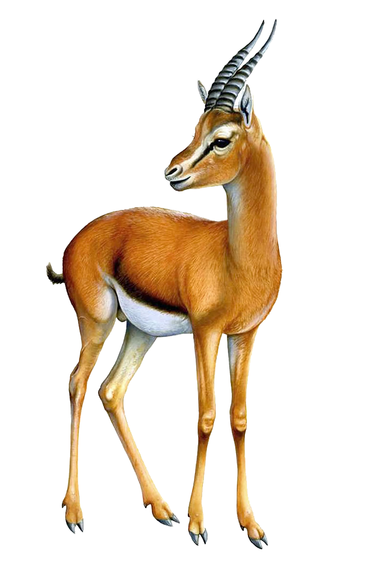 Gazelle PNG Transparent Image