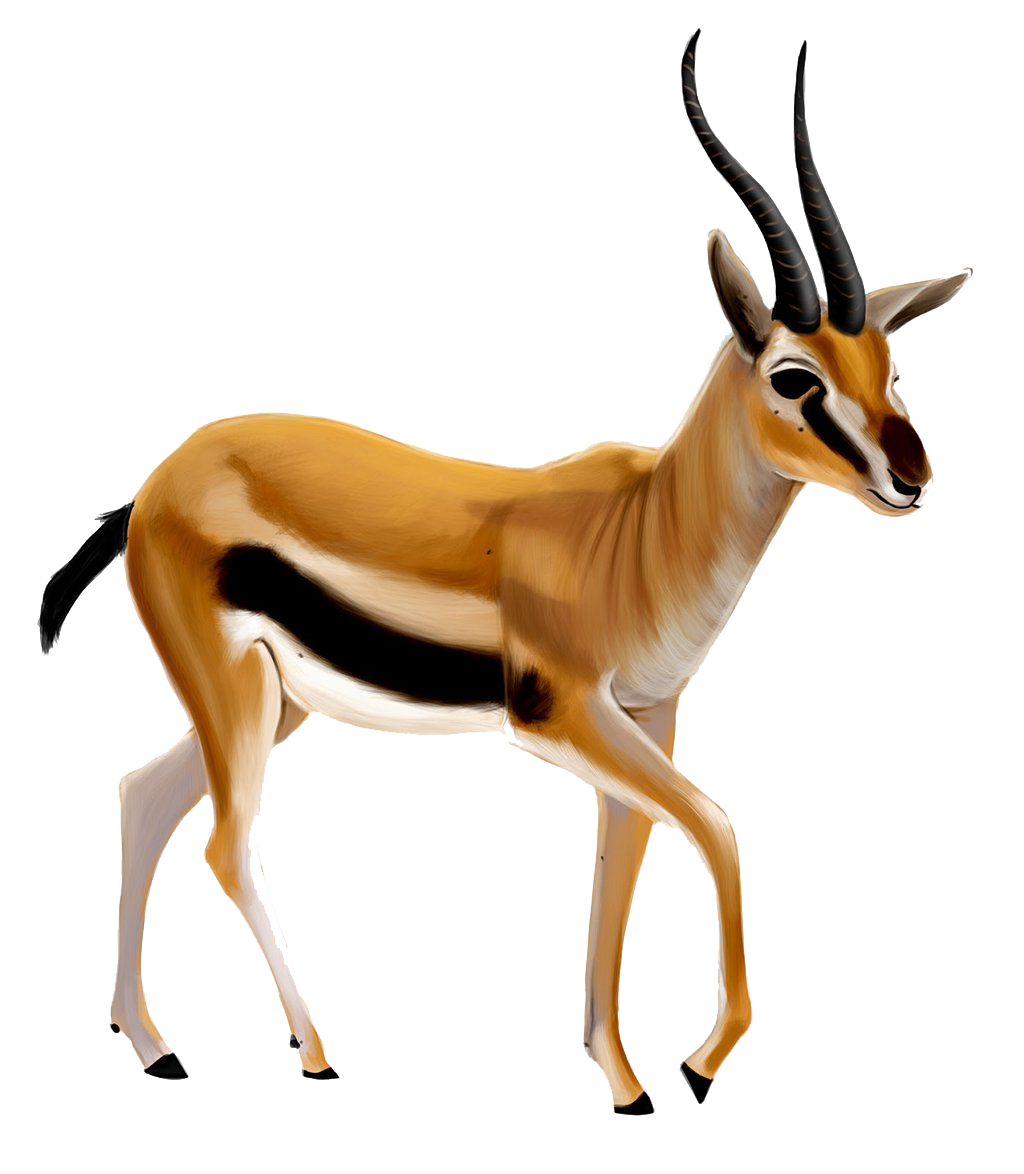 Gazelle Transparant PNG