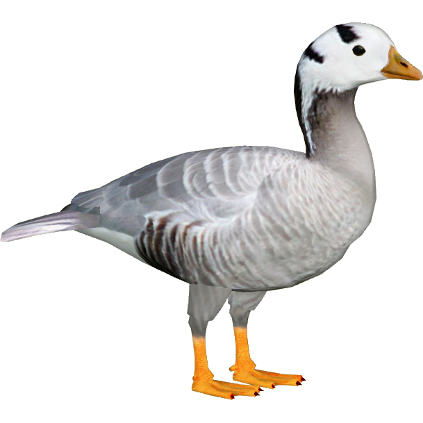 Goose PNG File