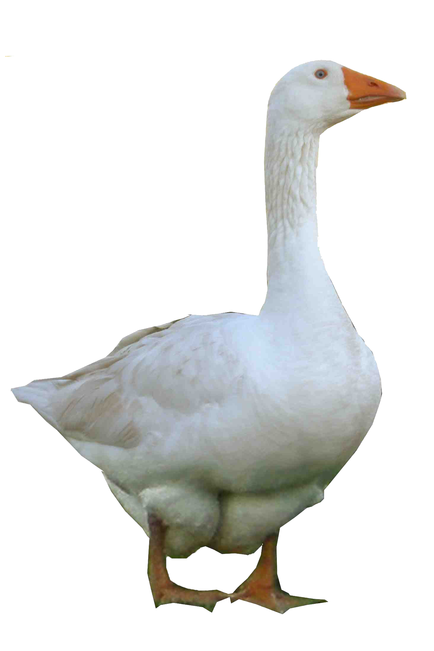 Goose PNG Photo