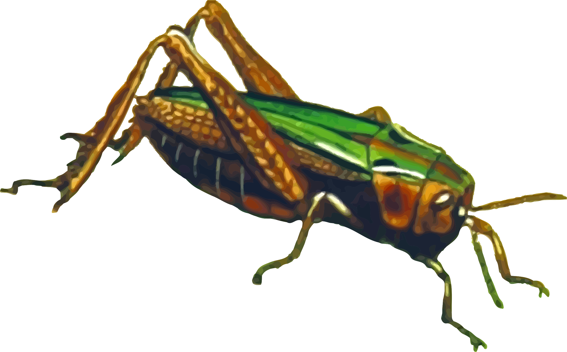 Grasshopper PNG File