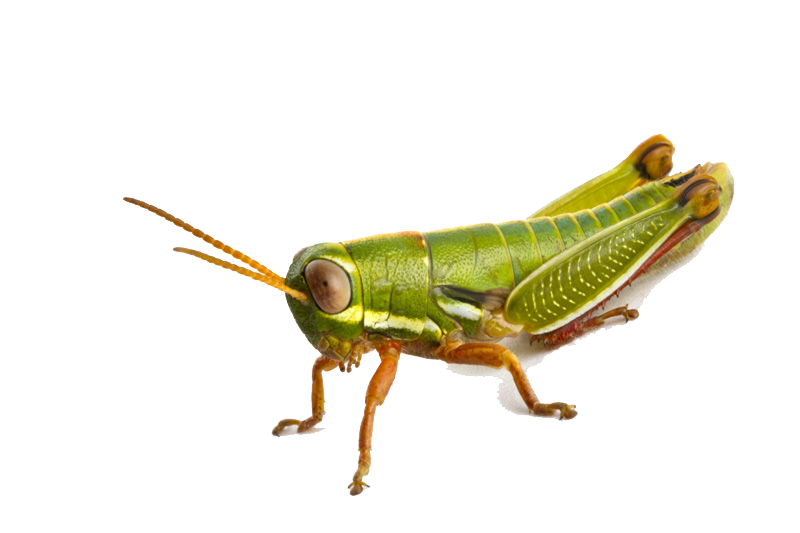 Grasshopper PNG Photo