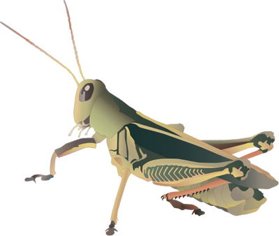Grasshopper PNG Picture
