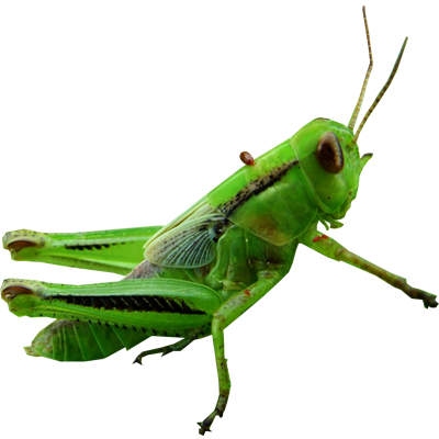 Grasshopper Transparent PNG
