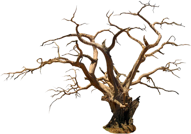Cadılar bayramı ağacı PNG resim