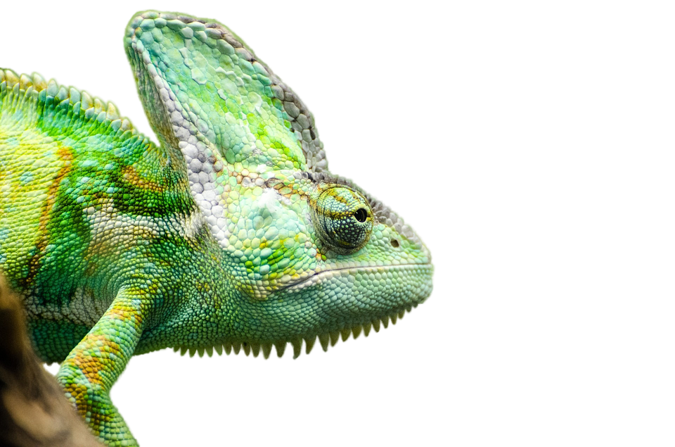 Iguana PNG Transparent Picture